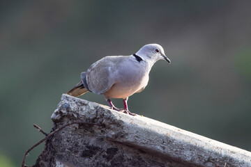 Eurasian Collared- Dove, Streptopelia decaocto on a wall concrete cement pillar with bokeh blurred background nature. Grey colored pigeon on iron pillar in city