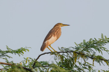 Pond Heron bird standing on a tree with sky Background