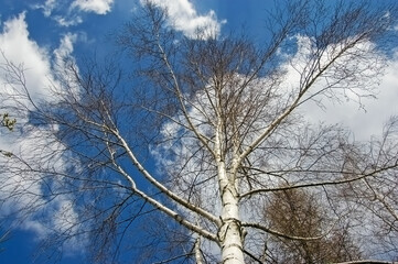 Birch Tree in Spring