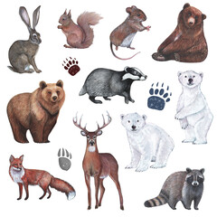 Wild animals and paw prints clipart