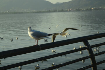seagulls on the pier