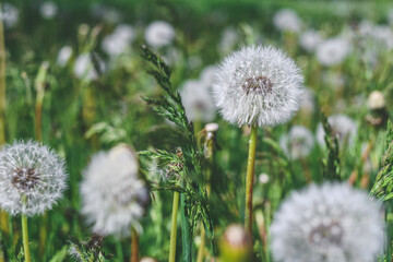 Close-up, dandelions on green grass.