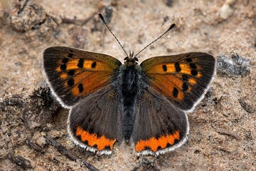 butterfly on the ground