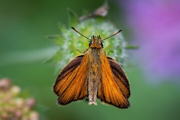 butterfly on a flower