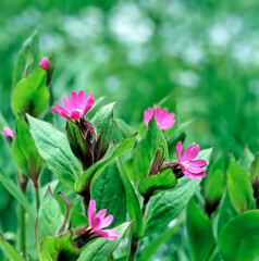 A Field of Wild Flowers