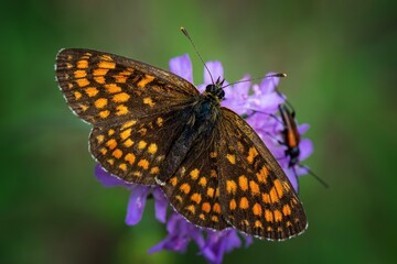 butterfly on a flower