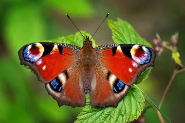 Fotobehang vlinder op blad © Мария Быкова