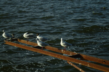 seagull on the pier