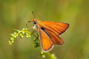 butterfly on a flower