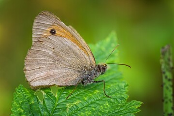 butterfly on a green leaf