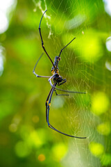 Big black spider in the wild. Black spider in its cage during the day.