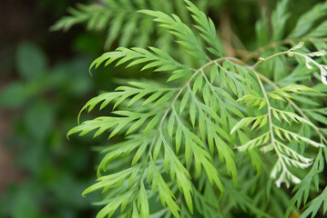 Greenery background of nature plant and leaf