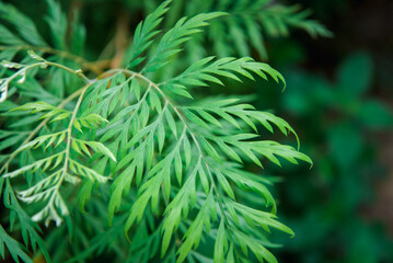 Greenery background of nature plant and leaf