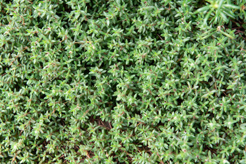 Obraz premium Greenery background of nature plant and leaf