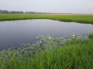 pond with water lily flowers in the rural fields. Lake in the green field with water flower.