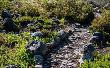 An old rock path, lined with granite, leads down a hill to a green meadow in the California Sierra mountains in summer. 