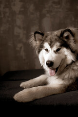 Young smiling Malamute on a sofa. White fluffy snout, furry ears, large paws. Canine family member. Selective focus on the details, blurred background.