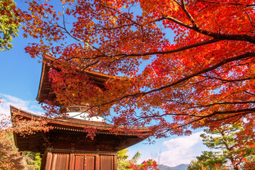 京都　常寂光寺　多宝塔の紅葉　横位置