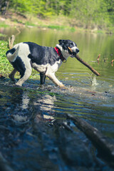 Active dog playing in a pond. Black and white wet pet in water holding a wooden stick in his mouth. Selective focus on the details, blurred background.