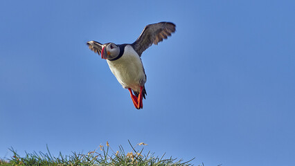 A flying Dead end bird under a clear blue sky in Iceland