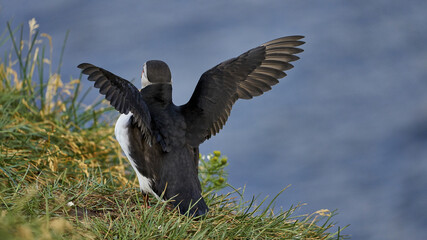 A Dead end bird wading its wings on the coast of Iceland