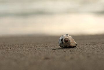 seashell on the beach
