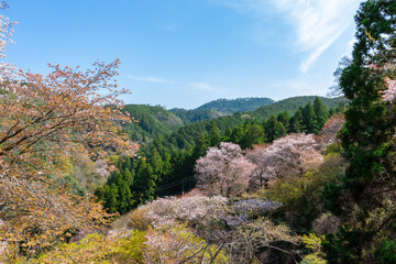 Fototapeta na wymiar 春の奈良県・吉野山で見た、満開の桜と快晴の青空