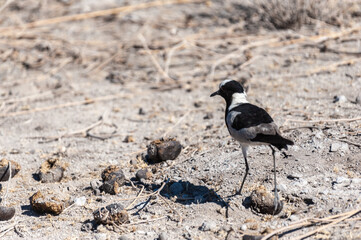 A Blacksmith Lapwing walking on the plains of Etosha. Etosha National Park, Namibia.