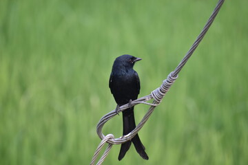 Black Drongo 