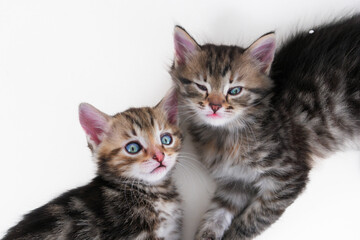 Cute kittens on white background