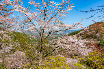 春の奈良県・吉野山で見た、満開の桜と背景の青空