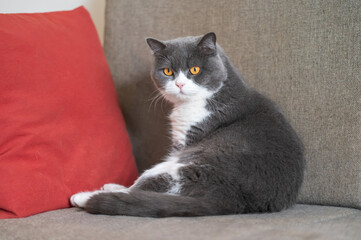 British Shorthair cat lying on sofa