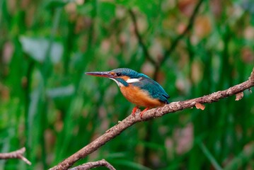 The kingfisher perching on a twig