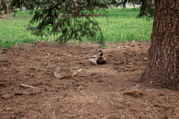 A duck and a drake sit on the ground under a spruce