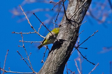 Japanese white-eye (Mejiro, Zosterops japonicus)