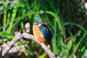The kingfisher perching on a twig