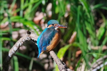 The kingfisher perching on a twig