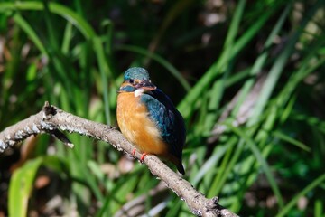 The kingfisher perching on a twig