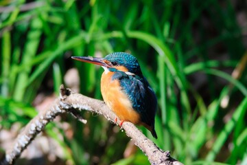 The kingfisher perching on a twig