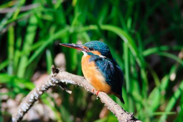 The kingfisher perching on a twig