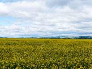 Paysage de  limagne avec ses champs de colza entre Vichy, Gannat et Aigueperse en Pays d'Auvergne