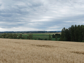 Fototapeta na wymiar Paysage de limagne avec ses champs de blé entre Vichy, Gannat et Aigueperse en Pays d'Auvergne