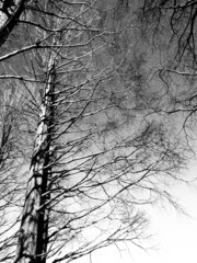 シルエットになった大木