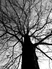 シルエットになった大木