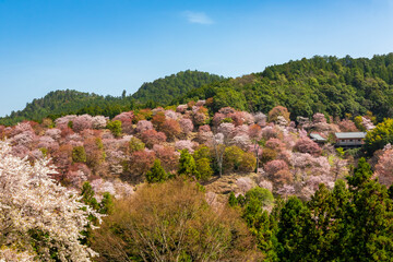 Fototapeta na wymiar 春の奈良県・吉野山で見た、山の斜面に咲く満開の桜と背景の青空