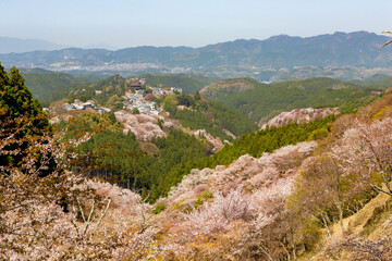 春の奈良県・吉野山で見た、上千本周辺の桜と霞む青空