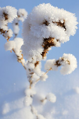 Dried in snow closeup