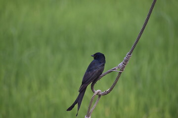 Black Drongo 