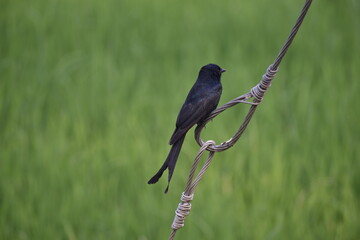 Black Drongo 