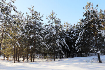 Christmas trees and pines in a snowy winter forest
